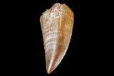 Raptor Tooth - Real Dinosaur Tooth #102381-1